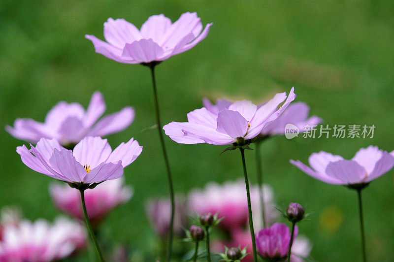 双头菊(Cosmos bippinatus)在反光下开着花